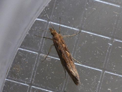 Réf. 331 294 : Plutella xylostella